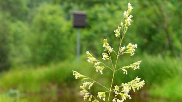 Pollen Tracker